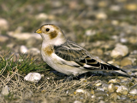 Schneeammer (Plectrophenax nivalis)