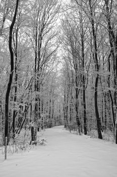 Winterlandschaft
