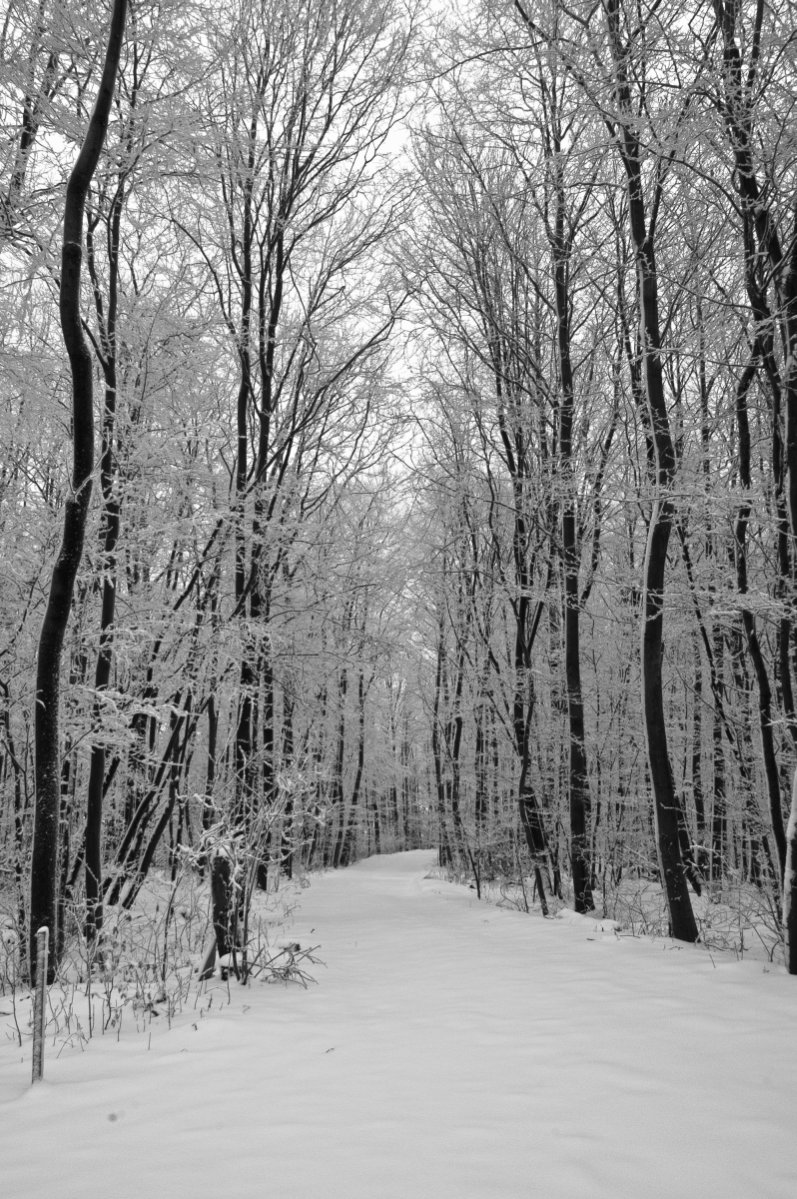 Winterlandschaft