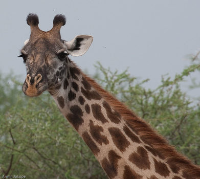 Giraffe