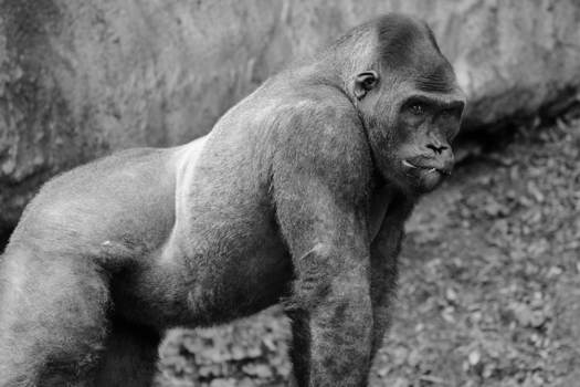 Gorilla