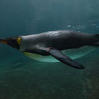 Königspinguin