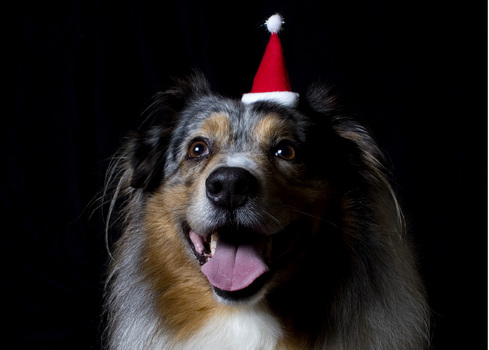 Weihnachtswauzi