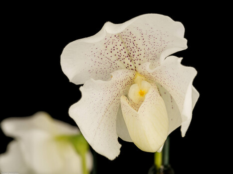 Paph.Rosy.Dawn