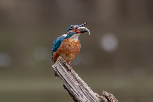 Eisvogel