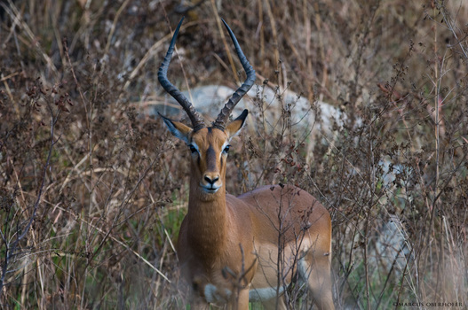 Afrika #27 -Impala