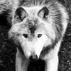 edler Wolf