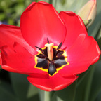 Tulpe Rot