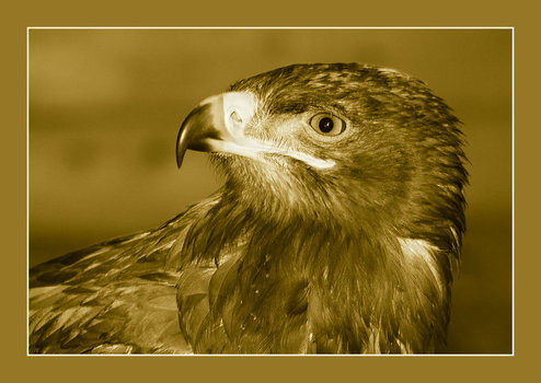 Steppenadler