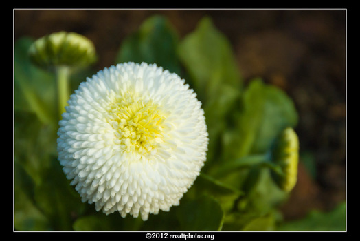 Bellis