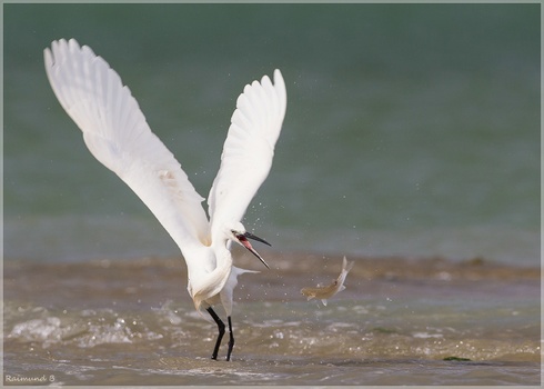 Flying Fish