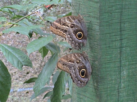 Schmetterling