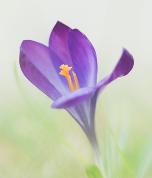 Krokus