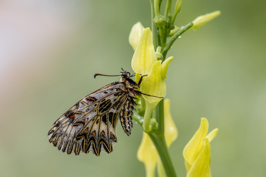 Osterluzeifalter auf Gewöhnlicher Osterluzei