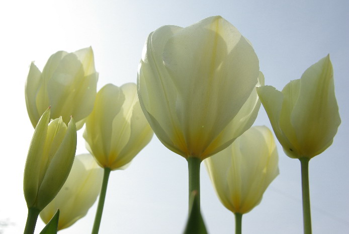 Tulpen