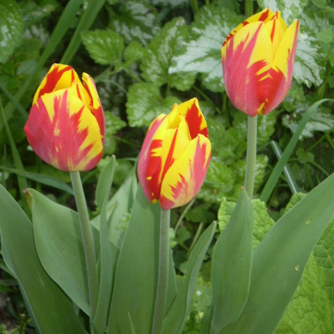 Tulpen im Garten