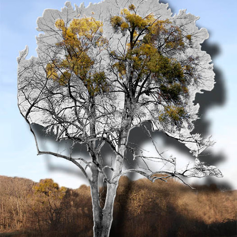 ...der Baum als Wirt...(Popup)
