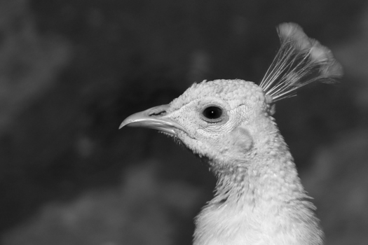 Pfau