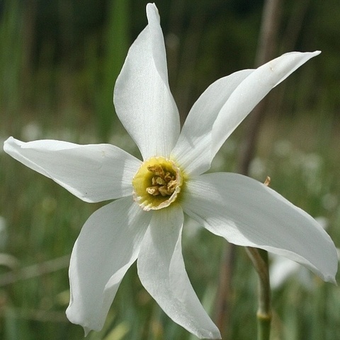 Narzisse