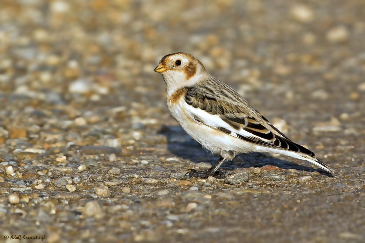 Schneeammer (Plectrophenax nivalis)