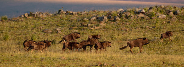 Gnu Herde in der Morgensonne