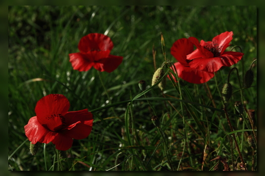 letzte Blüten
