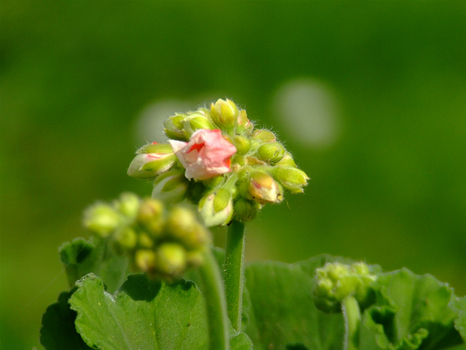 Macroflower