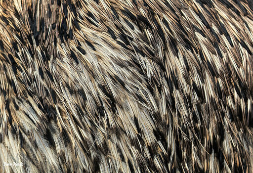 Emu federn
