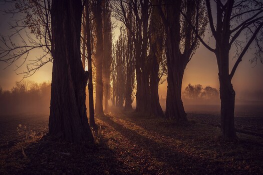 Allee mit Sonne und Nebel