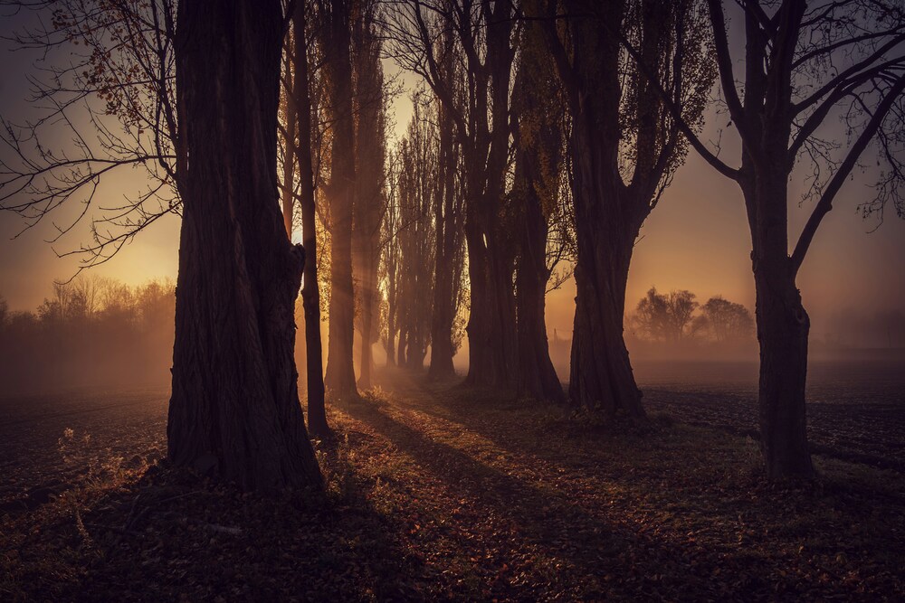 Allee mit Sonne und Nebel