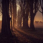 Allee mit Sonne und Nebel