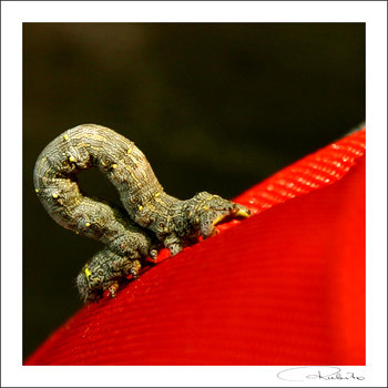 oruga