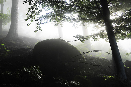 Nebelstimmung II