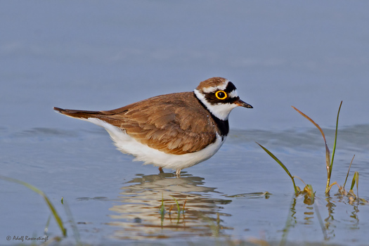 Flussregenpfeifer (Charadrius dubius)