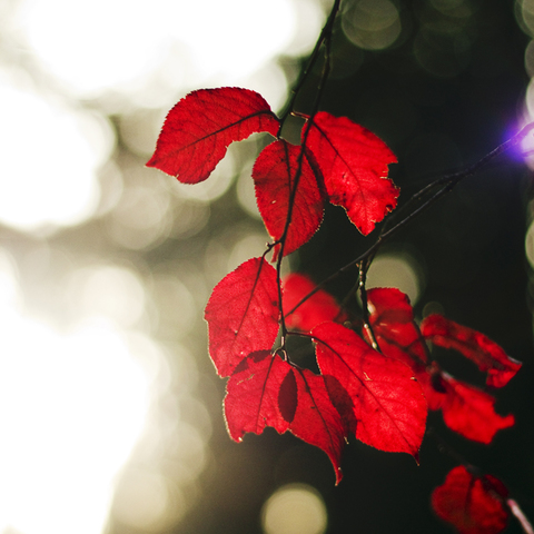 Herbstfarben