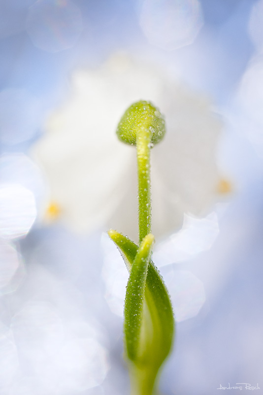 Frühling
