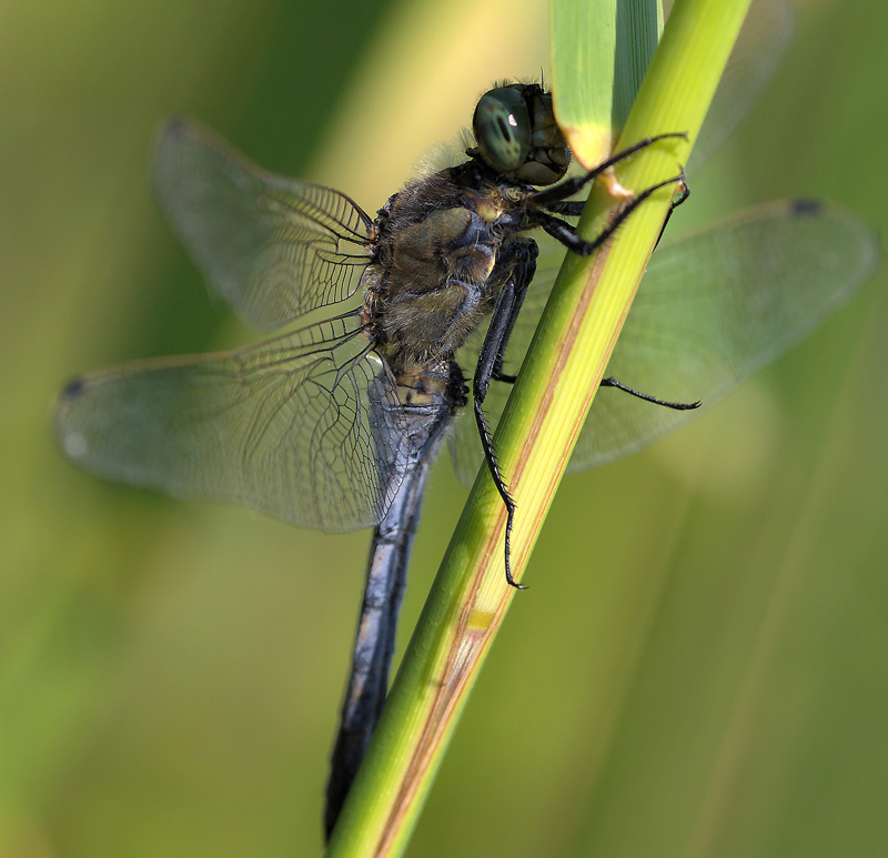 Libelle