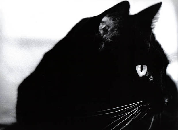 In Erinnerung an meine Katze...