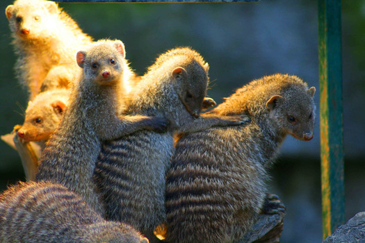 "Kuscheltiere"