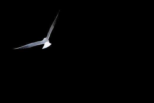 Möwe 1