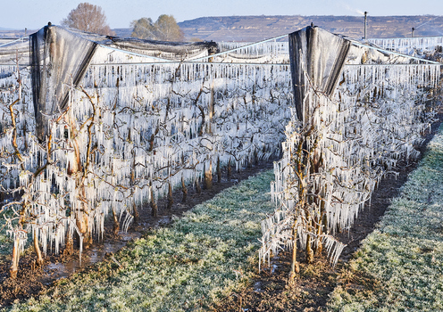 Frost Obstplantage