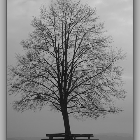 Naked Tree