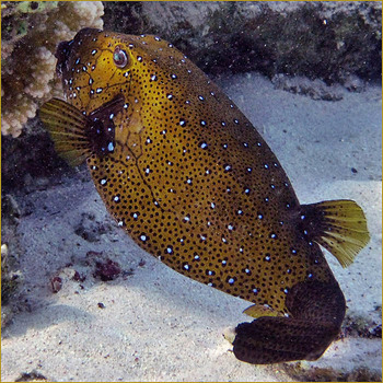 Kofferfisch