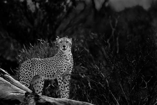 Afrika...