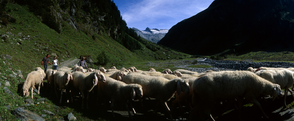 Almabtrieb