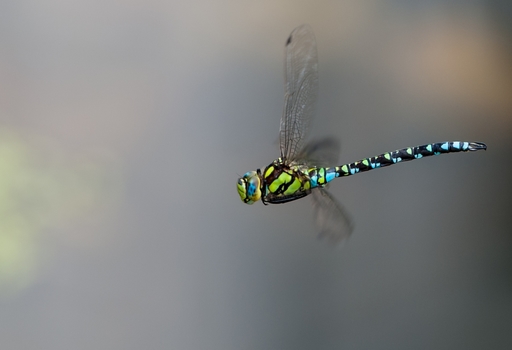 Männliche Mosaikjungfer im Flug
