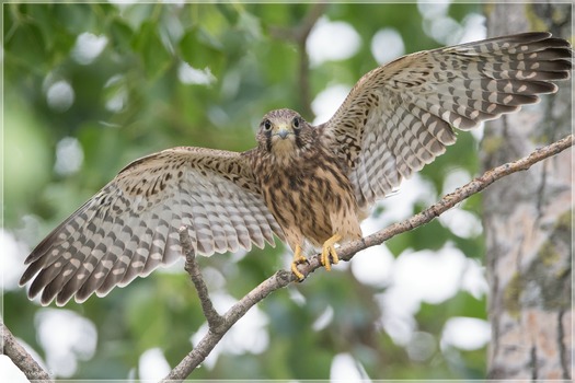 Ready for TAKE OFF