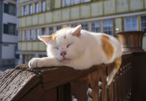 Mittagsschlaf...
