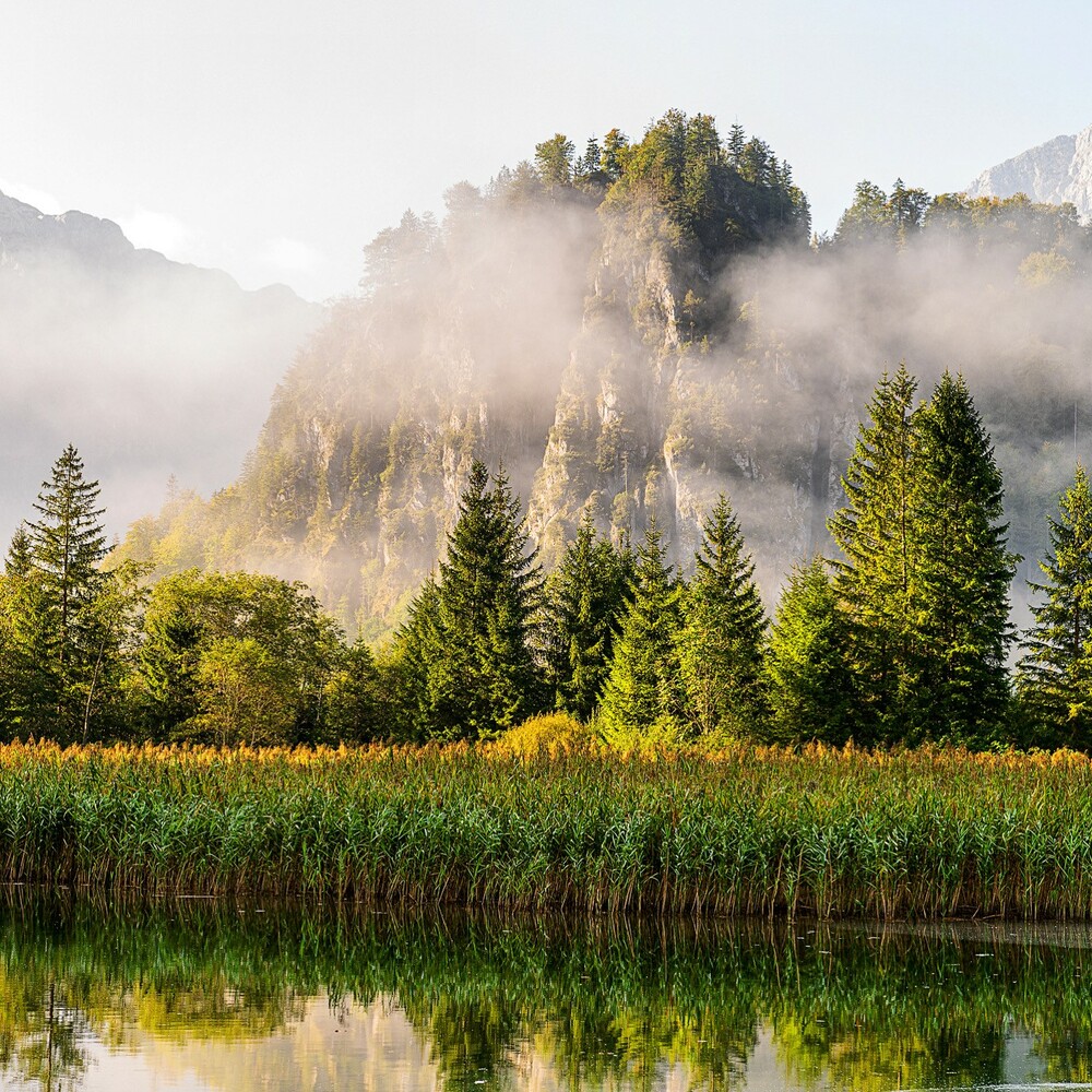 Almsee