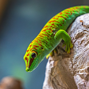 Gecko